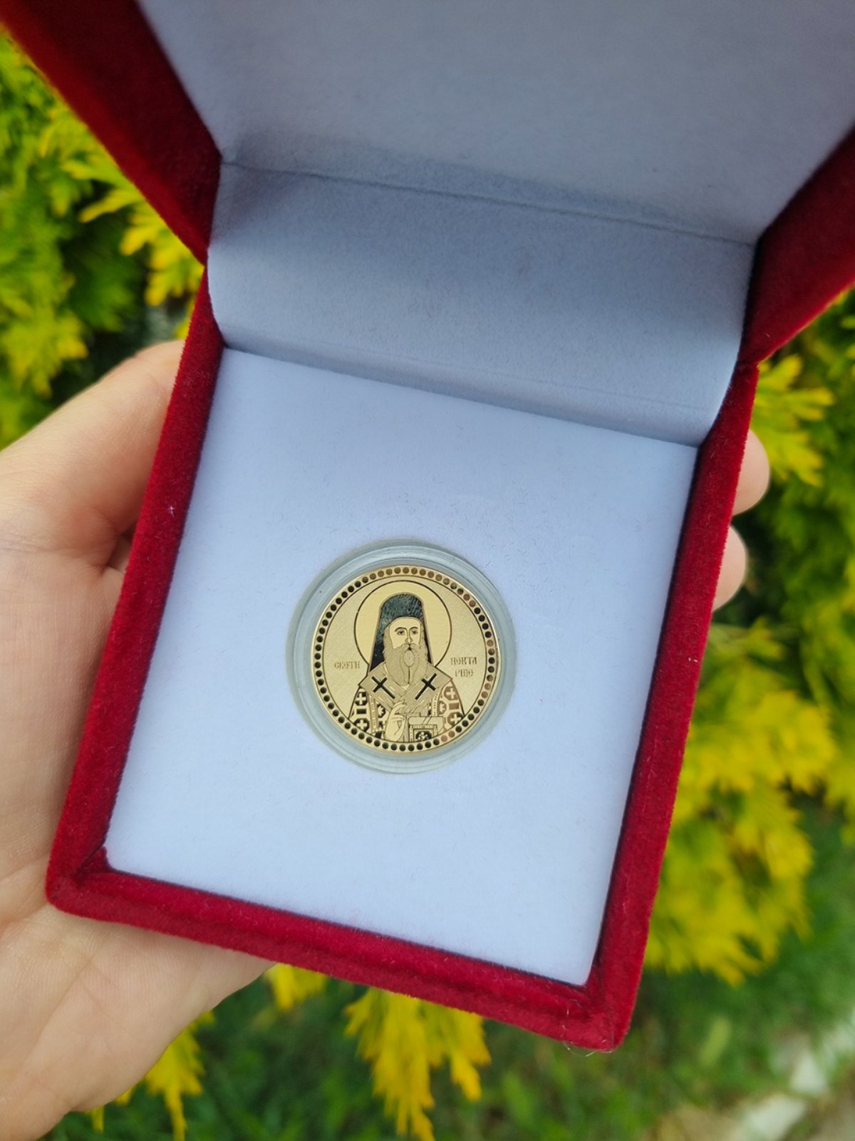 Zlatnik u crvenoj plišanoj kutiji, sa belom ispunom, slikan u ruci, sa zimzelenim listovima u pozadini